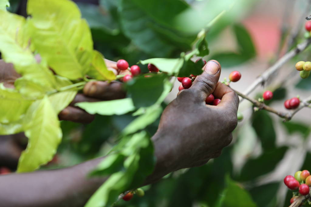 Cherry picking